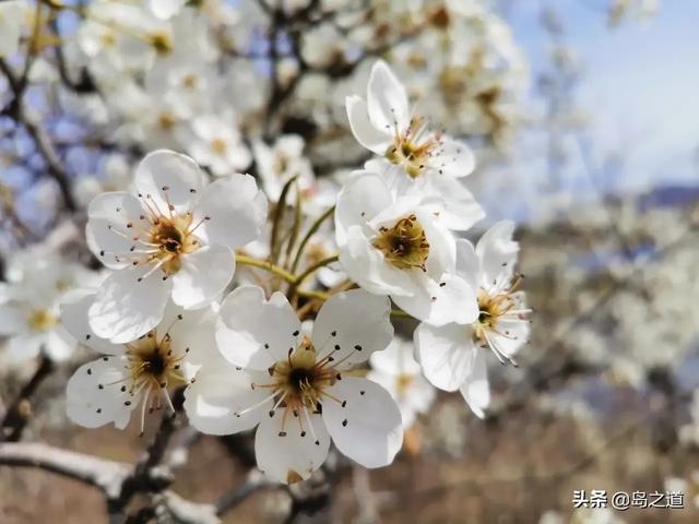 北方园林新宠，20种传统果木树花开惊艳